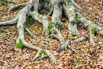 Details of a beech forest in autumn