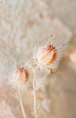 Dried Nigella Seed Pods, Dried Love in a Mist Seed Pods, beige round flower seed pods with delicate dried leaves