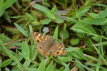 Brown and Orange buttefly