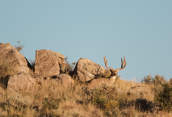 A mule deer with antlers in full velvet enjoys the warmth of the morning sun in the Rocky Mountain west.