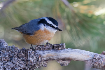 A red-breasted nuthatch looks for a meal; Kemmerer, Wyoming