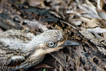 Close up of Bush Stone Curlew