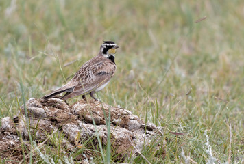 A horned lark surveys his surroundings from atop a rock; Iron Mountain, Wyoming