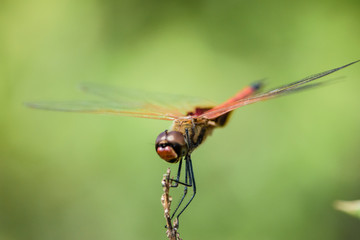 Dragon fly close up