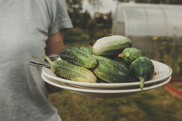 Girl with a plate of green cucumbers, fresh crop