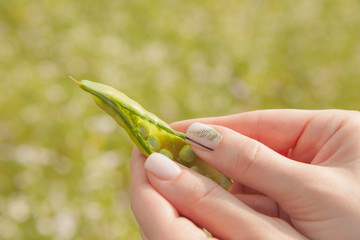 Green pea pod in the hands of a girl, fresh harvest