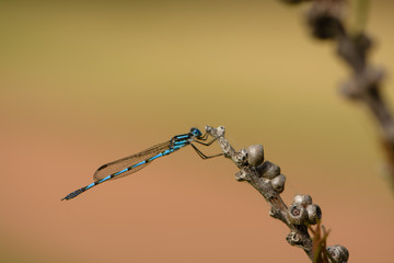 Dragon fly on plant