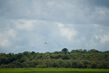 Fototapeta na wymiar Lone Spoonbill flying