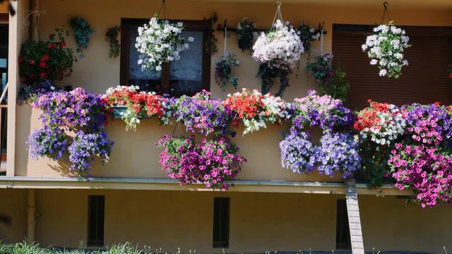 Flower pots on balcony. Veranda with flowers. Colorful flowers blooming on balcony. Blooming petunias, geraniums, begonias and fuchsias on terrace