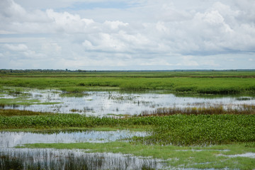 Rain over the wetlands