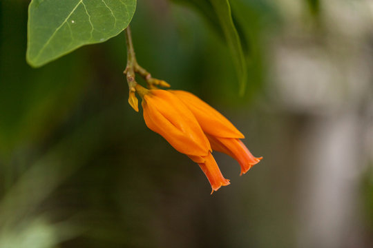 Orange gold finger plant Juanulloa parasitica