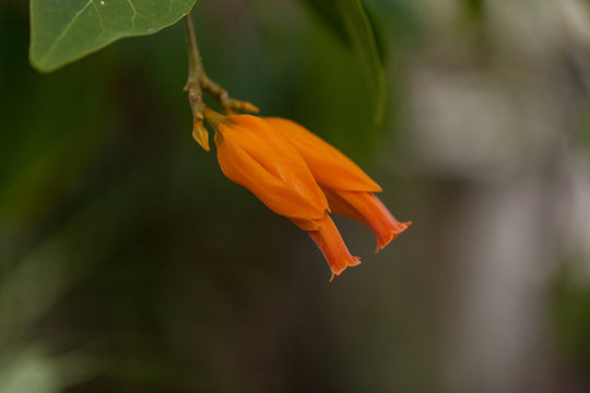 Orange gold finger plant Juanulloa parasitica