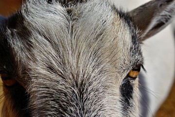 Goat Portrait #!