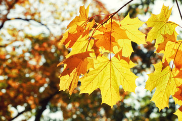 Goldener Herbst