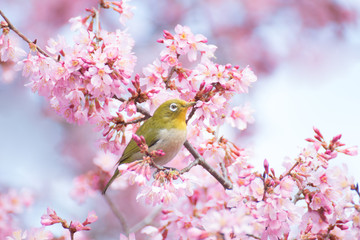 おかめ桜に可愛いメジロ