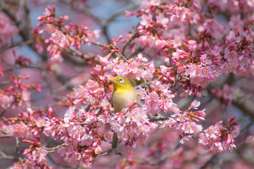 おかめ桜に可愛いメジロ