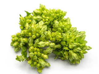 Cowslip creeper on white background.
