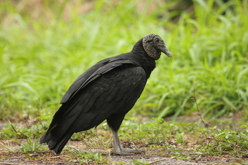 Scavenger bird Black vulture (Coragyps atratus) or American black vulture in the New World vulture family 