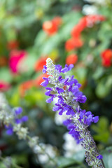 The background image of the colorful flowers