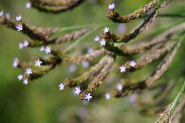 Tiny Wildflowers