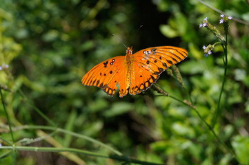 Gulf Fritillary Butterfly