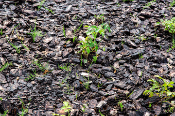 flowerbed with mulch for growing rose, gardening with organic fertilizers.
