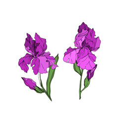 Vector Iris floral botanical flowers. Black and white engraved ink art. Isolated irises illustration element.
