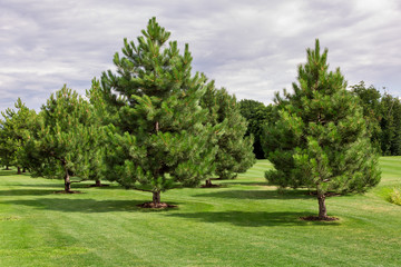 green meadow with a lawn and evergreen pine trees growing in a well-kept park, lush trees with needles.