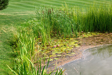 water lilies bloom in a river with reeds, landscape of a pond in a park with a green lawn on a sunny summer day.