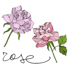 Vector Rose floral botanical flowers. Engraved ink art. Isolated roses illustration element.
