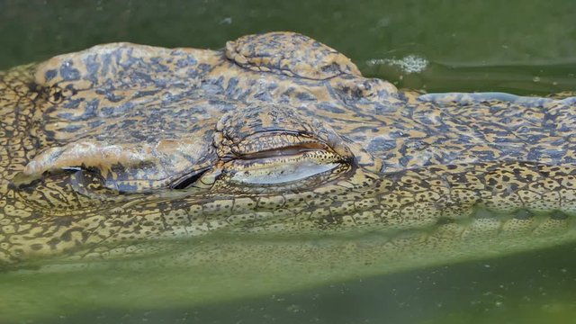 Close up of eye crocodile, open the eye