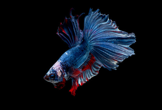 Colorful with main color of blue red and white betta fish, Siamese fighting fish was isolated on black background. Fish also action of turn head in different direction during swim.