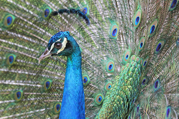 Fototapeta premium Peacock's head on its own tail background