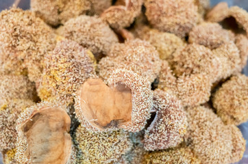group of dried aiyu seeds