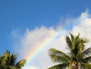 Rainbow over palm tree, Hawaii