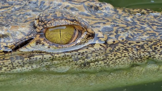 Close up of eye crocodile, closed the eye.