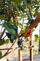Man hand with scissors cutting grapes bunches in grape harvesting time for food or wine making....