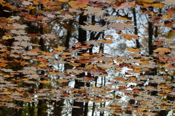 maple leaves floating on water with reflected trees in background