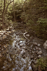 Stream surrounded by forest trees near Jordan Pond in Acadia National Park, Maine