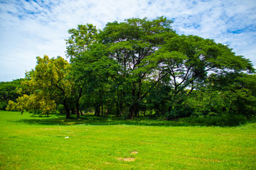 Fototapeta na wymiar Nature grass big trees greenery clear sky at noon