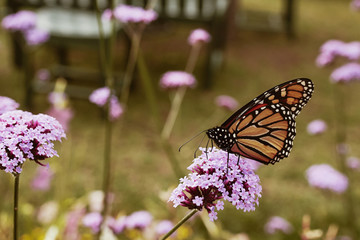 Monarch butterfly at Acadia National Park sitting on a purple flower.  (Danaus plexippus)