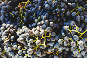 Blue vine grapes. Grapes for making wine. Cabernet grapes as background.