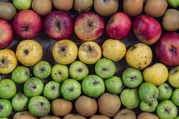 A bountiful harvest of apples