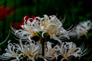 城井谷の白い彼岸花