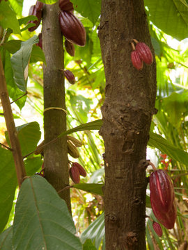 Cacao fruits in a cacao Theobroma cacao plantation in the town of chuao near choroni on the caribbean coast in Venezuela. Cacao from Venezuela is famous around the world for better properties