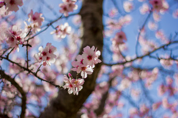 Primavera en Madrid