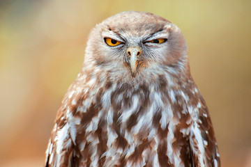 Barking owl with beautiful yellow eyes amongst nature.