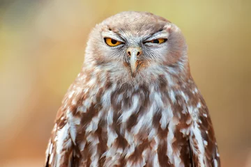 Rolgordijnen Barking owl with beautiful yellow eyes amongst nature. © Rob D