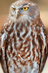 Barking owl with beautiful yellow eyes amongst nature.