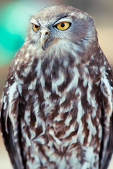 Barking owl with beautiful yellow eyes amongst nature.